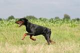 DOBERMANN 1275